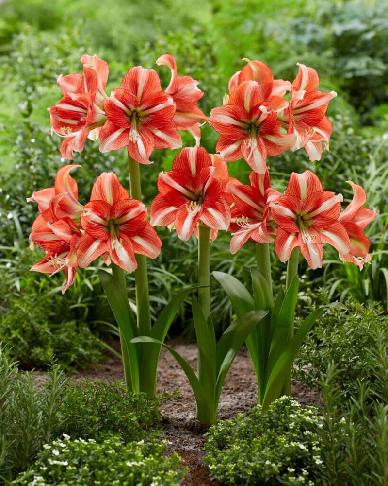 Amaryllis 'Sphinx'